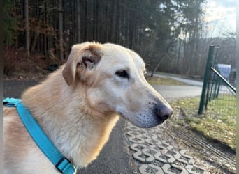 Yannick - SOS- (Dringend Pfflegestelle oder Zuhause gesucht )verloren zwischen Angst und Bindung