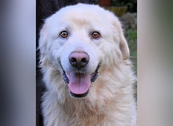 Balvin - Andere schauen bis zum Horizont