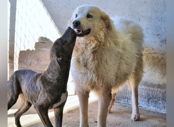 Albertone - Alles, alles Gute!!!