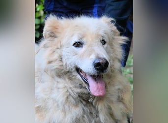 Dominico - Die Stimme des Windes