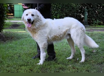 Balvin - kleiner Großer