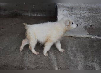 Cairox - Weiß jemand, was aufpassen eigentlich heißt?