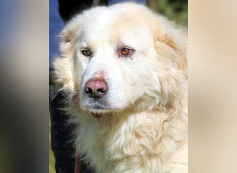 Eluard - Hoffnung auf echte Freundschaft!