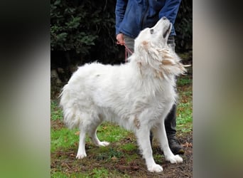 Aristodemo - nicht nur Schall und Rauch