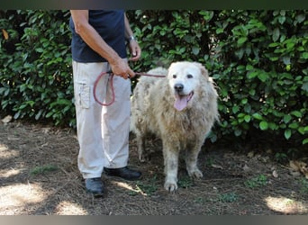 Noak - Alles nur Wunschdenken... ?