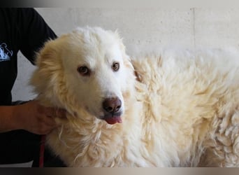 Haigen - Free HAIGEN