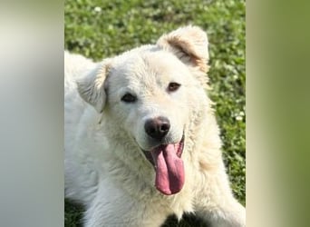 Cornelius - Woher soll er es können?