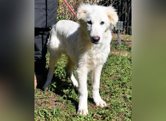 Heathon - sucht die Liebe seines Lebens