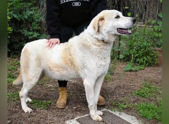 Neeko - Traumhund sucht Traummenschen