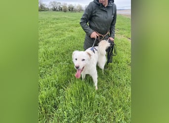 Cornelius - ein junger Rüde mir Herz, Köpfchen und Tatendrang