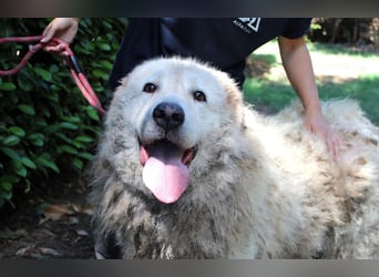 Noak - Alles nur Wunschdenken... ?