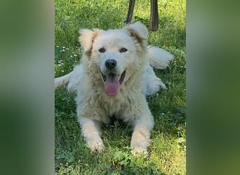 Cornelius - ein junger Rüde mir Herz, Köpfchen und Tatendrang