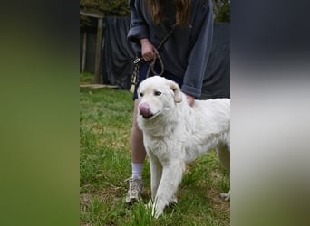 Boss - Wenn ein Name täuscht und ein Herz gewinnt