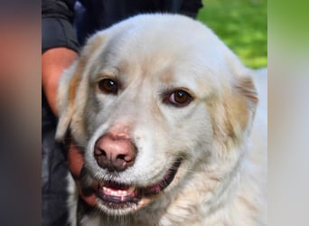 Abele - wenn Kraft und Zeit verloren gehen