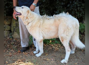 Makeen - es ist die Ohnmacht.....