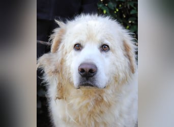 Balvin - Andere schauen bis zum Horizont