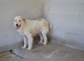 Pratheep - Vom Clan der Fussel - Pfoten