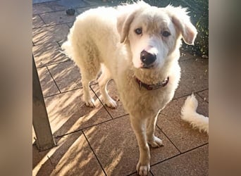 Bullo - weißer Eisbär mit sanfter Seele