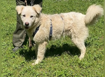 Cornelius - Vom Zurückgelassenen zum Lernwilligen