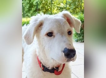 Bullo - Jede Menge tolle Dinge....