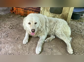 Luke - geboren, um zu schützen...