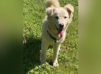 Cornelius - ein junger Rüde mir Herz, Köpfchen und Tatendrang