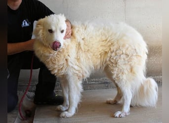 Haigen - SOS - Wenn das Foto zur Anklage wird.