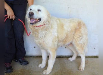 Eskie - aber bitte mit Sahne ins Glück!