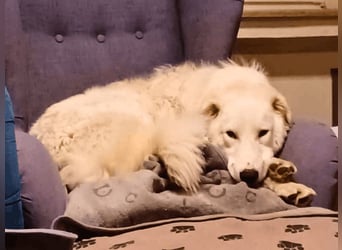 Tonia - eine sanfte Seele mit Flausen im Kopf