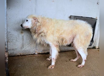 Daigle - "Tauschen Sie den Rest Ihres Zögerns gegen den Rest meines Lebens!"