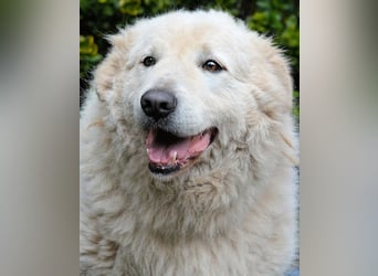 Tallulah - Grandezza auf vier Pfoten!