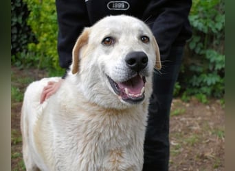 Neeko - Traumhund sucht Traummenschen