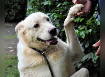 Zipper - Ein vergeudetes Leben