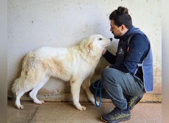 Amaya - So schön und so schrecklich?