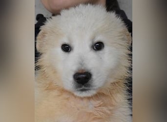 Cairox - Weiß jemand, was aufpassen eigentlich heißt?