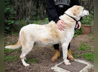 Neeko - Traumhund sucht Traummenschen