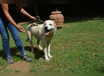 Neeko - Traumhund sucht Traummenschen