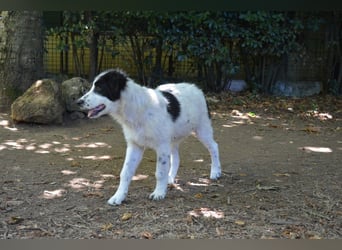 Lambertino - Pünktchen möchte nach Hause