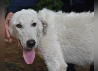 Damarius - niemals ist eine schrecklich lange Zeit