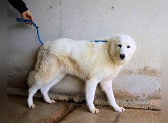 Amaya - So schön und so schrecklich?