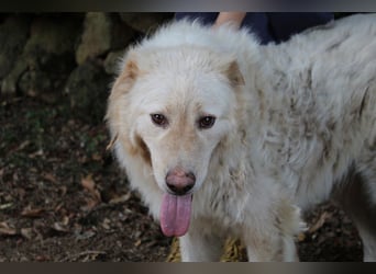 Pinturicchio - Finde den Fehler!