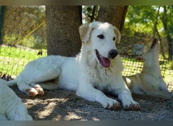 Tonia - eine sanfte Seele mit Flausen im Kopf