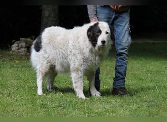 Mathis - mit dem treuen Blick