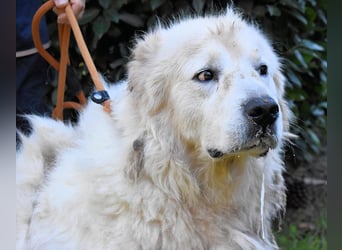 Apolonio - möchte für seine Menschen ein Fels in der Brandung sein