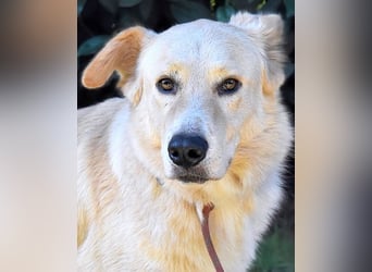 Antiloco - Nur ein Wunsch: endlich nach Hause!