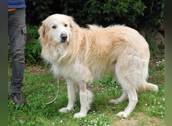 Marble -NOTFALL -  Die Geschichte vom geprügelten Hund