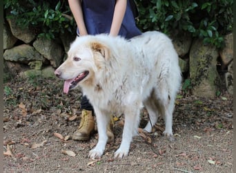 Pinturicchio - Finde den Fehler!