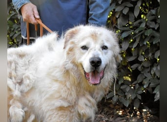 Apolonio - möchte für seine Menschen ein Fels in der Brandung sein