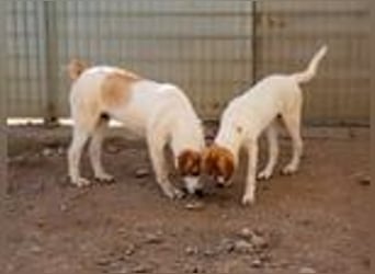 Romeo sucht seine Happy-End-Lovestory