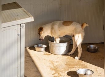 Notfall Romeo sucht seine Happy-End-Lovestory